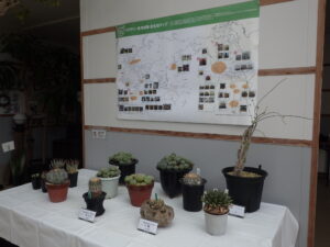 R7サボテンと多肉植物展 