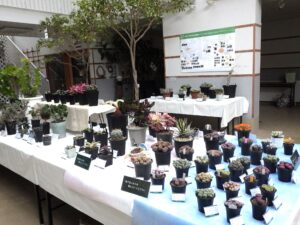 サボテンと多肉植物展＆あけび・籐作品展　開催です！