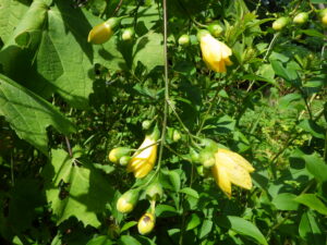 キレンゲショウマ