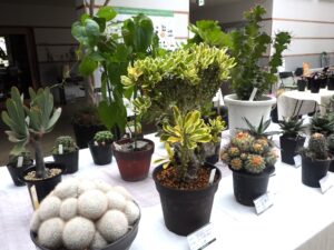 R7サボテンと多肉植物展 