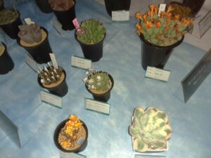 R7サボテンと多肉植物展 