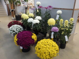 R7菊花展 (優秀)