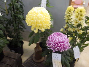 R7菊花展入賞アップ2