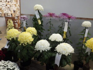 R7菊花展入賞アップ