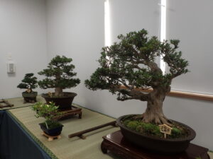 さつき盆栽の席飾り