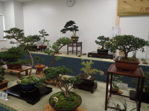 10月2日よりさつき秋季展がはじまります