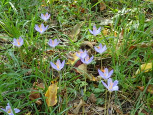 園内開花情報　秋の花たち