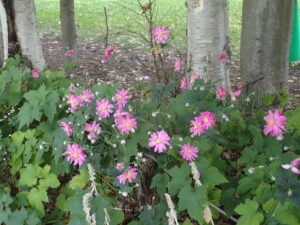 シュウメイギク 半八重なので花弁が多い花が咲いている画像