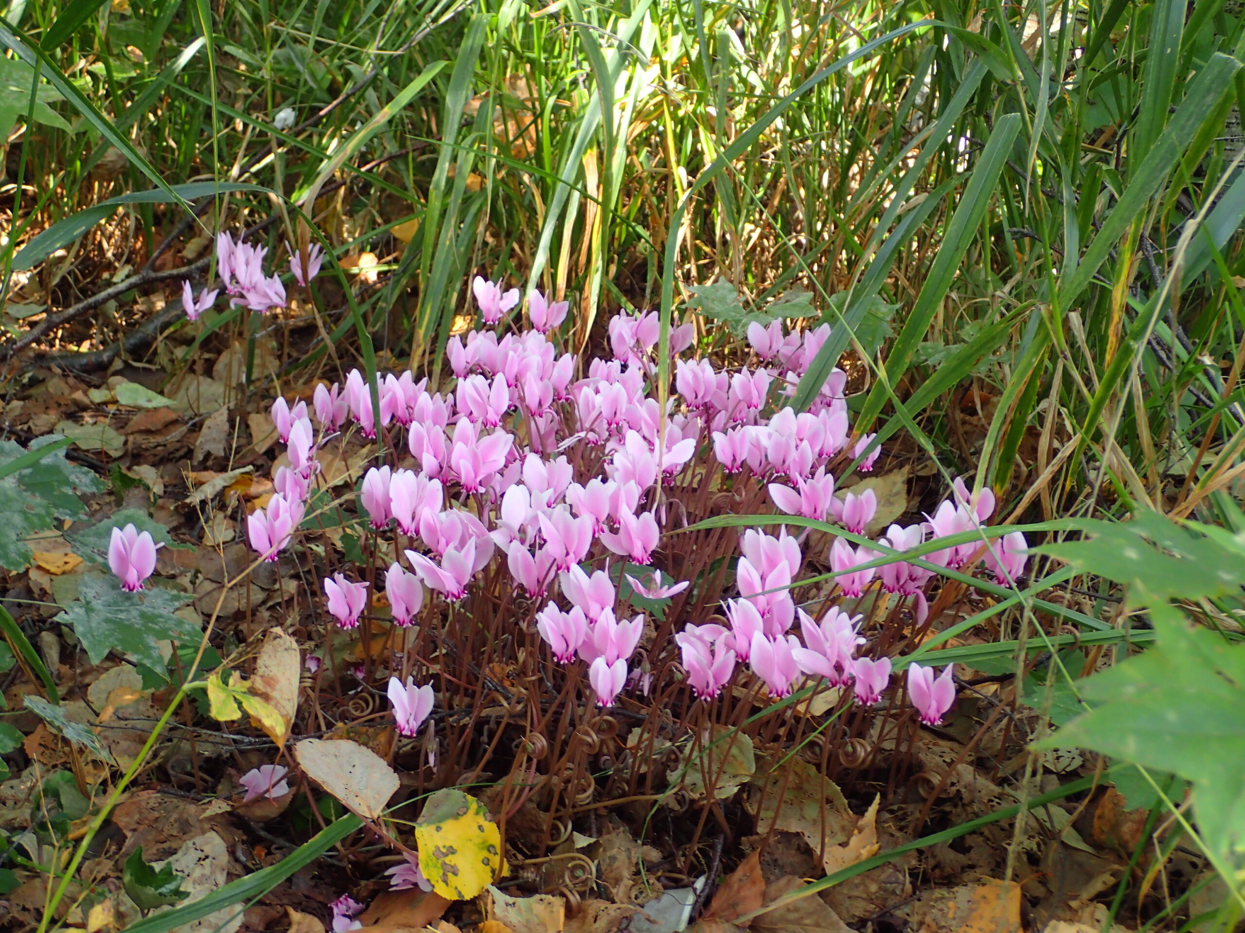 園内開花情報 秋の花たち | 豊平公園 - 札幌市公園緑化協会