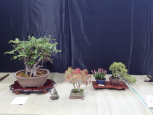 明日、10月11日より「盆栽展」がはじまります