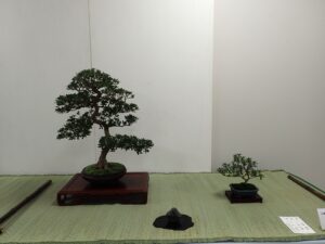 盆栽らしい樹木の姿を楽しめる席飾り