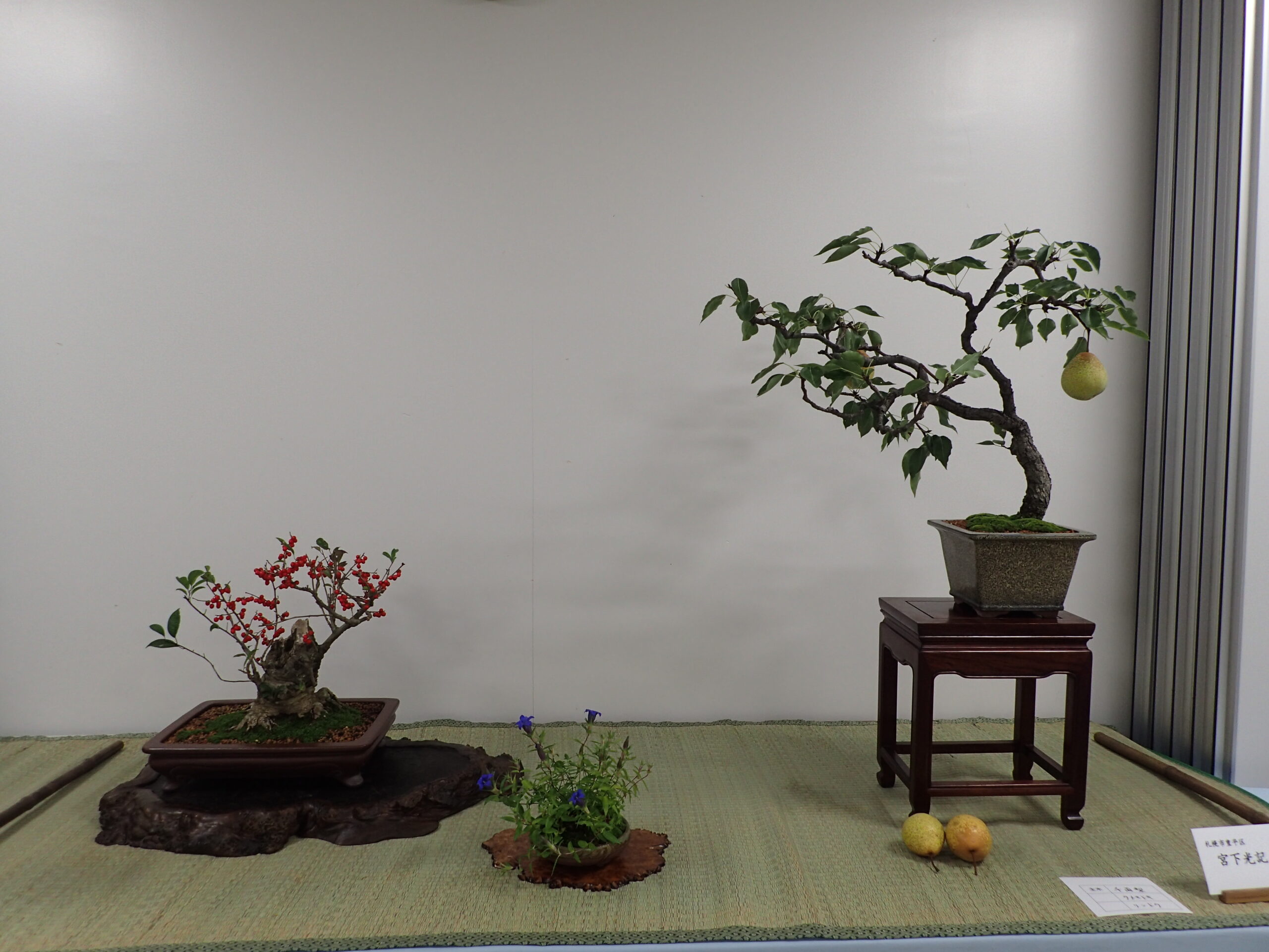 明日、10月11日より「盆栽展」がはじまります | 豊平公園 - 札幌市公園