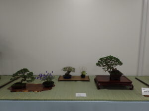 シンパクや紅葉、シャジンとダイモンジソウの席飾り