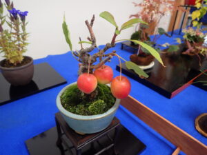 姫リンゴの実付き盆栽