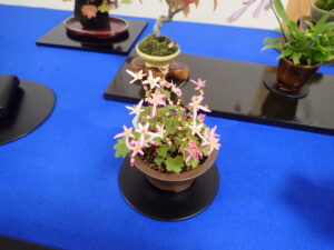 ダイモンジソウのミニ盆栽