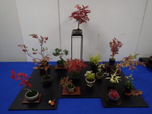 明日、10月17日より「秋のミニ盆栽と山野草展」がはじまります