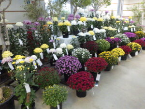 10月21日より「菊花展」が始まります