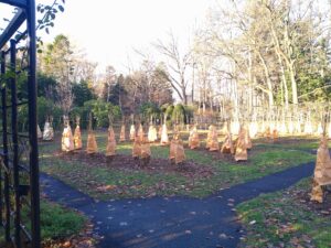 冬支度の進むバラ園