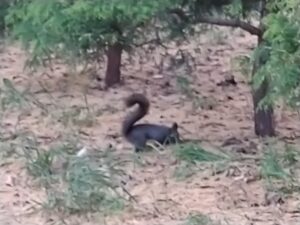 地面を掘っているエゾリス