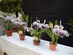 同じ品種のカトレア4鉢勢揃い。栽培環境で少しずつ異なる花色を楽しめる。