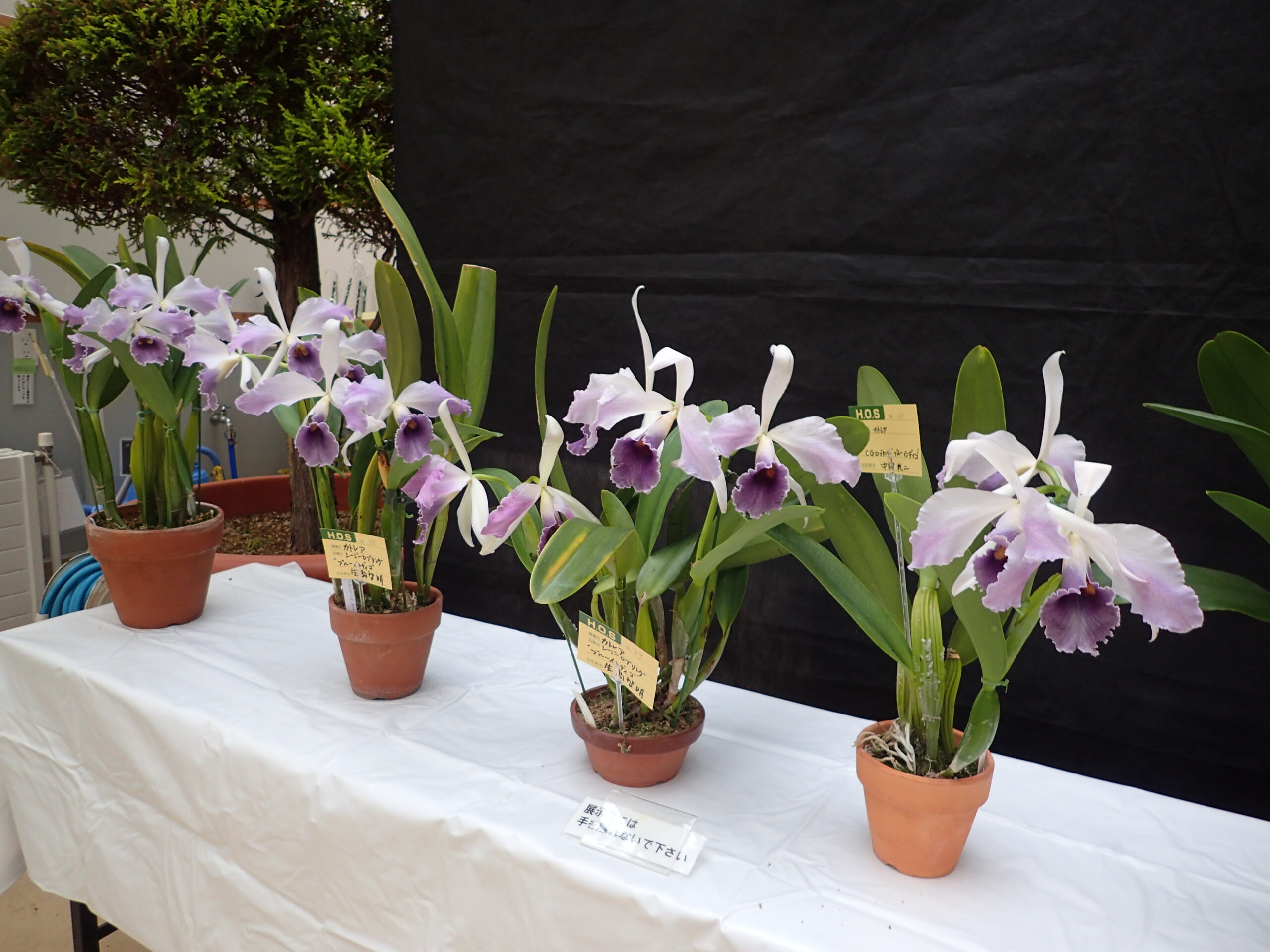 明日、11月11日より「洋ラン展」がはじまります。 | 豊平公園 - 札幌市