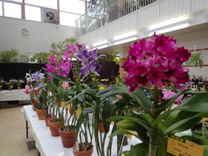 展示会場に並んだカトレア類の様子