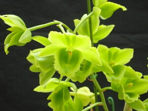 通称タケノコラン 珍しい緑色の花