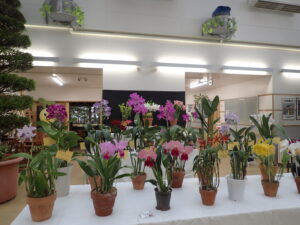 明日、11月11日より「洋ラン展」がはじまります。