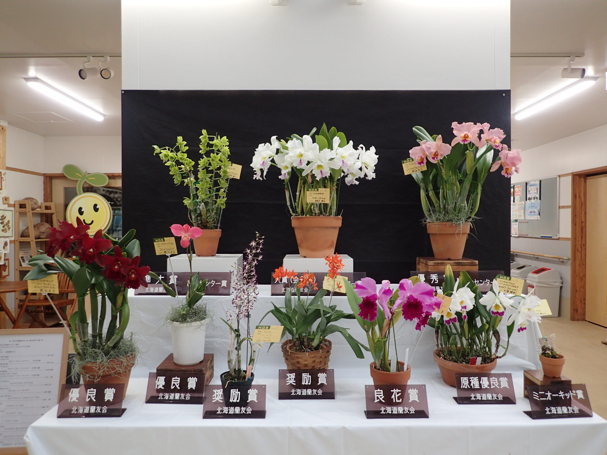 明日、11月11日より「洋ラン展」がはじまります。 | 豊平公園 - 札幌市