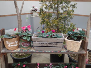 鉢や鉢カバーで変化を付けたシクラメンの展示