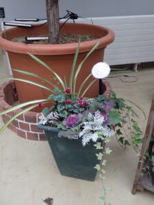 寒い季節もしばらく楽しめるシクラメン入りのコンテナ寄せ植え