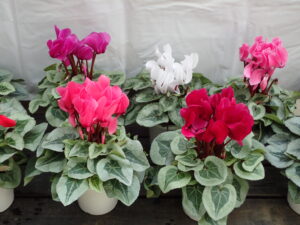 シルバーリーフのシクラメンの品種