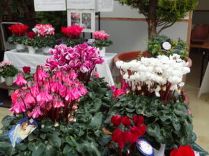 天使のはねというシクラメン