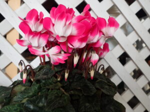 シクラメンらしい形のローズと白の二色咲きの鉢