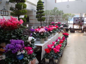 明日から、シクラメン展です！