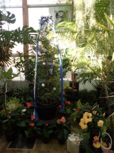 2階常設温室内には、常夏のクリスマスをイメージした飾りが登場