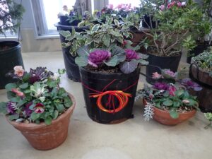 葉ボタンを中心に作った寄せ植え。正月飾り