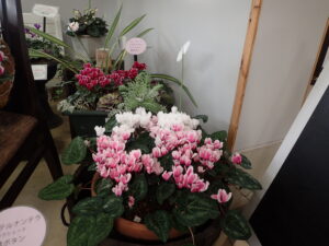 ミニシクラメンのかわいらしい寄せ植え。