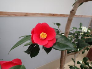 赤いツバキの花