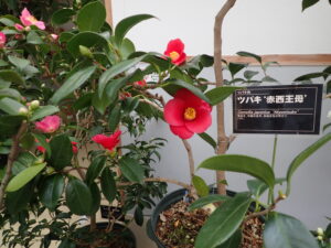ツバキ　赤西王母