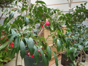 枝垂れタイプのツバキ 孔雀椿