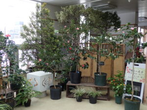 椿ミニ展示和風飾りコーナー