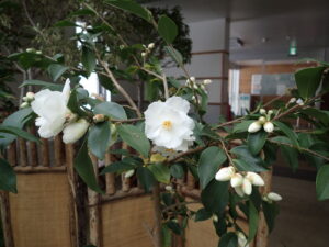 ツバキ「ポップコーン」 白花