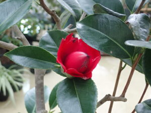ツバキ「崑崙黒」 ダークレッドの花
