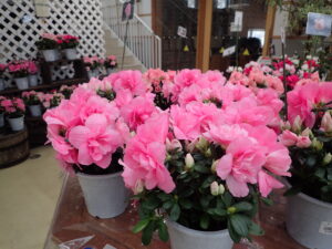 大ぶりのピンクの花が美しいアザレア「優香」