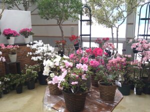 テーブルに飾ったアザレアたち