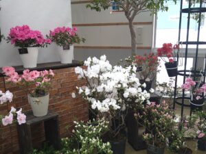 純白の花が美しいアザレア