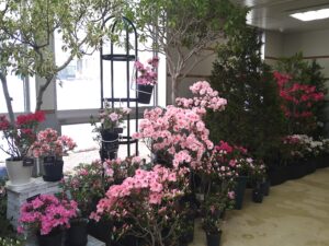 パステルカラーの優しい花色が魅力のアザレア