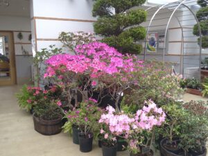 ヒラドツツジなど大株の展示