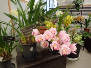 ピンク色の花が咲いているシンビジウム